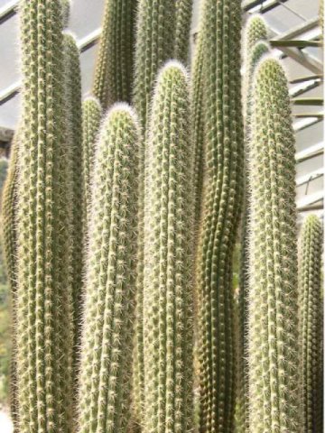 Weberbauerocereus_longicomus